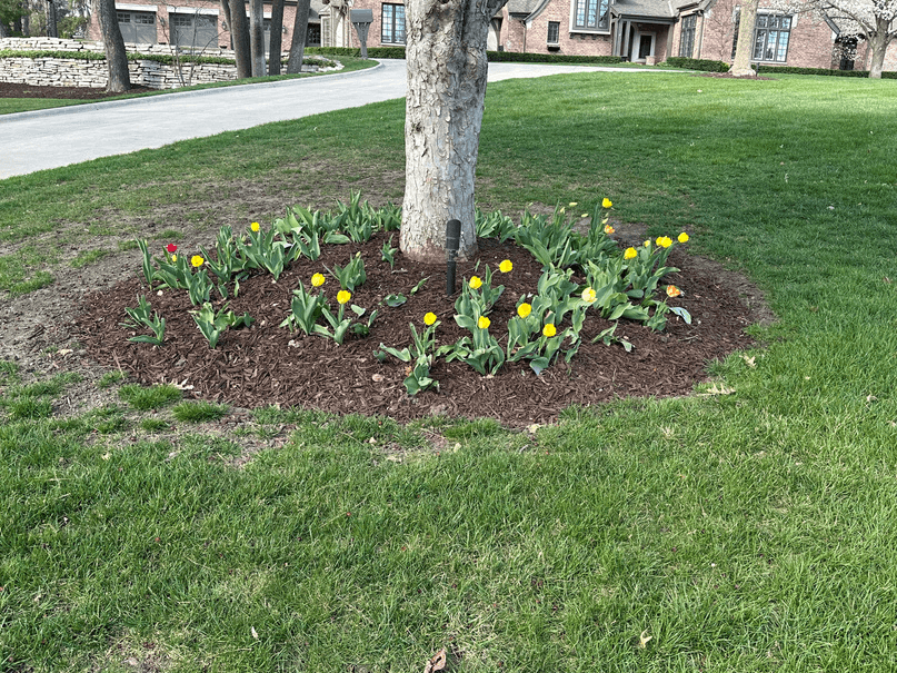 Spring plantings and shared green space in Fairacres.
